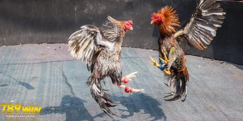 Bí kíp hay để thành công thắng kèo chọi gà