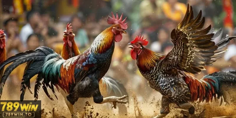 Chiến lược thắng lớn cho môn đá gà