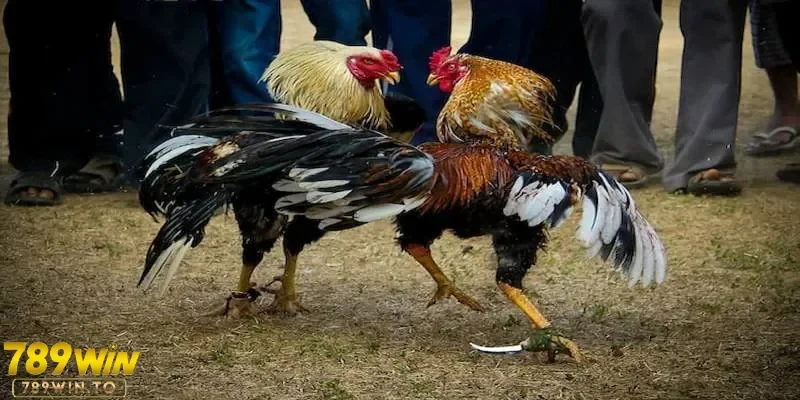 Tìm hiểu căn bản trước khi chơi đá gà cựa dao