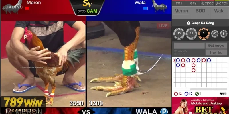 Đá gà livestream của 789Win rõ nét sôi động