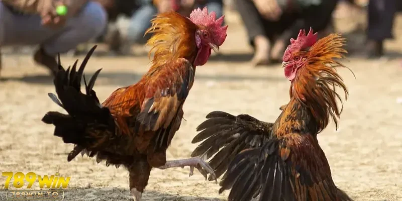 Gợi ý giúp thắng cược đá gà dễ hơn nữa