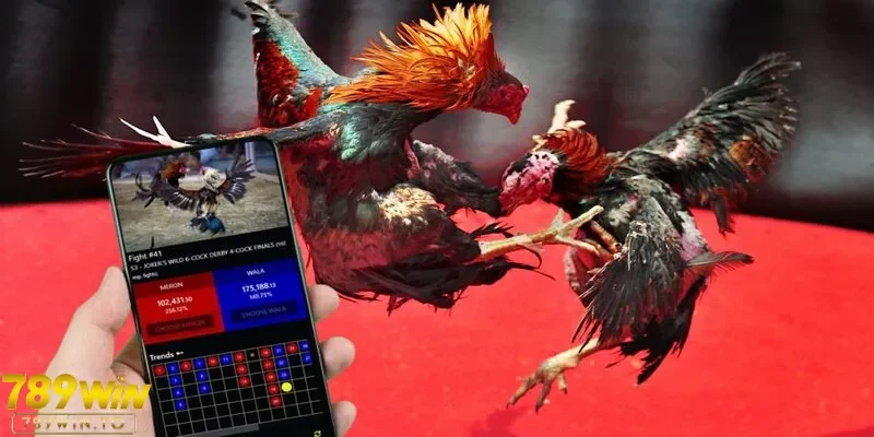 Một vài lưu ý trước lúc chơi đá gà